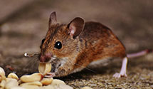 24 Hour & Emergency Exterminators in Wethersfield, CT